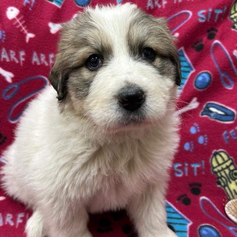 Enlarge Abby, an adoptable mixed breed in Bartonsville, PA image 3/5
