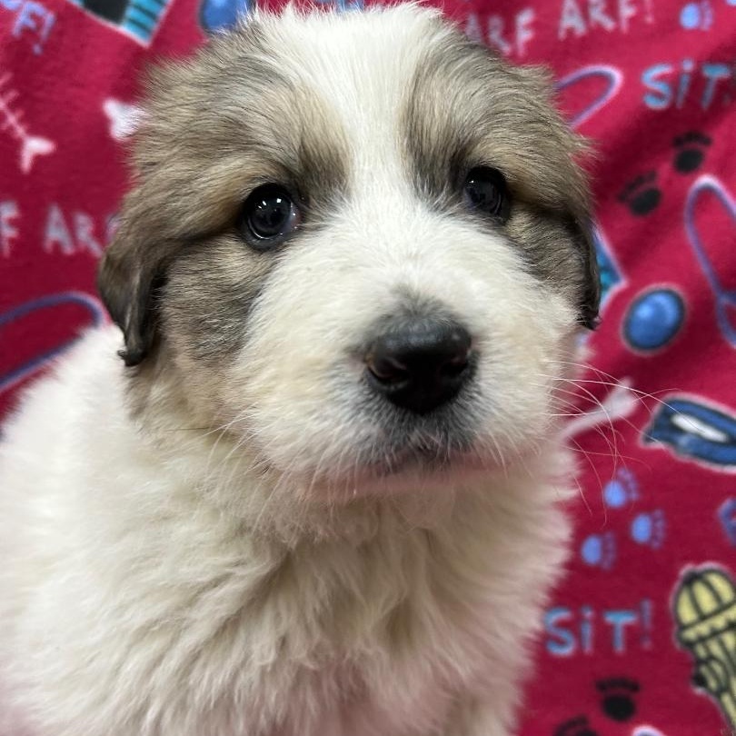 Enlarge Abby, an adoptable mixed breed in Bartonsville, PA image 1/5