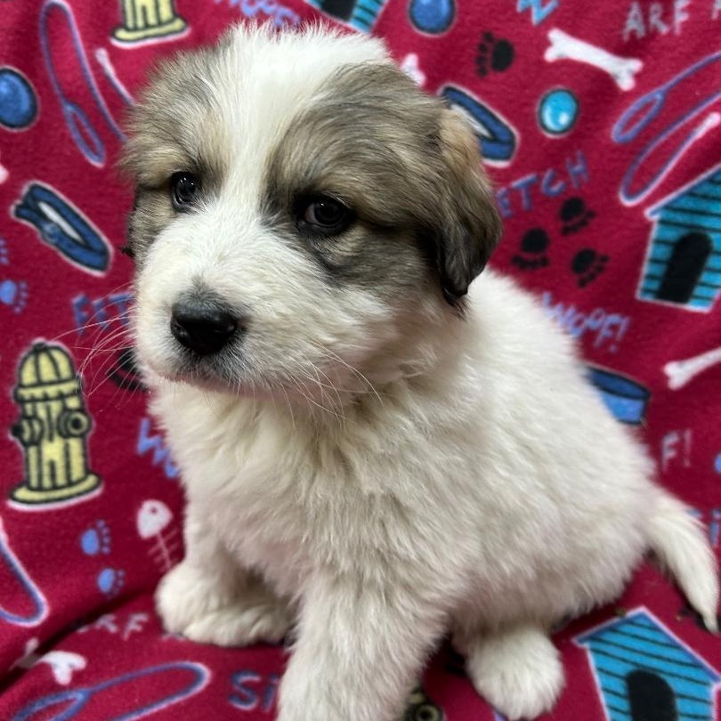 Enlarge Abby, an adoptable mixed breed in Bartonsville, PA image 2/5