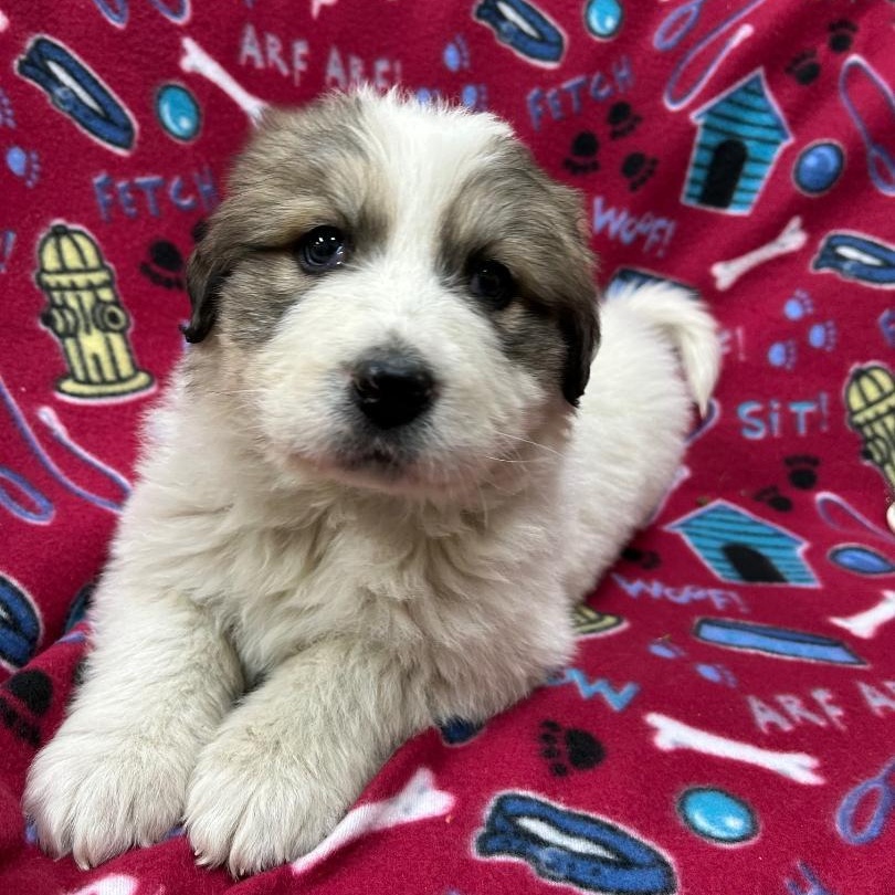 Enlarge Abby, an adoptable mixed breed in Bartonsville, PA image 4/5