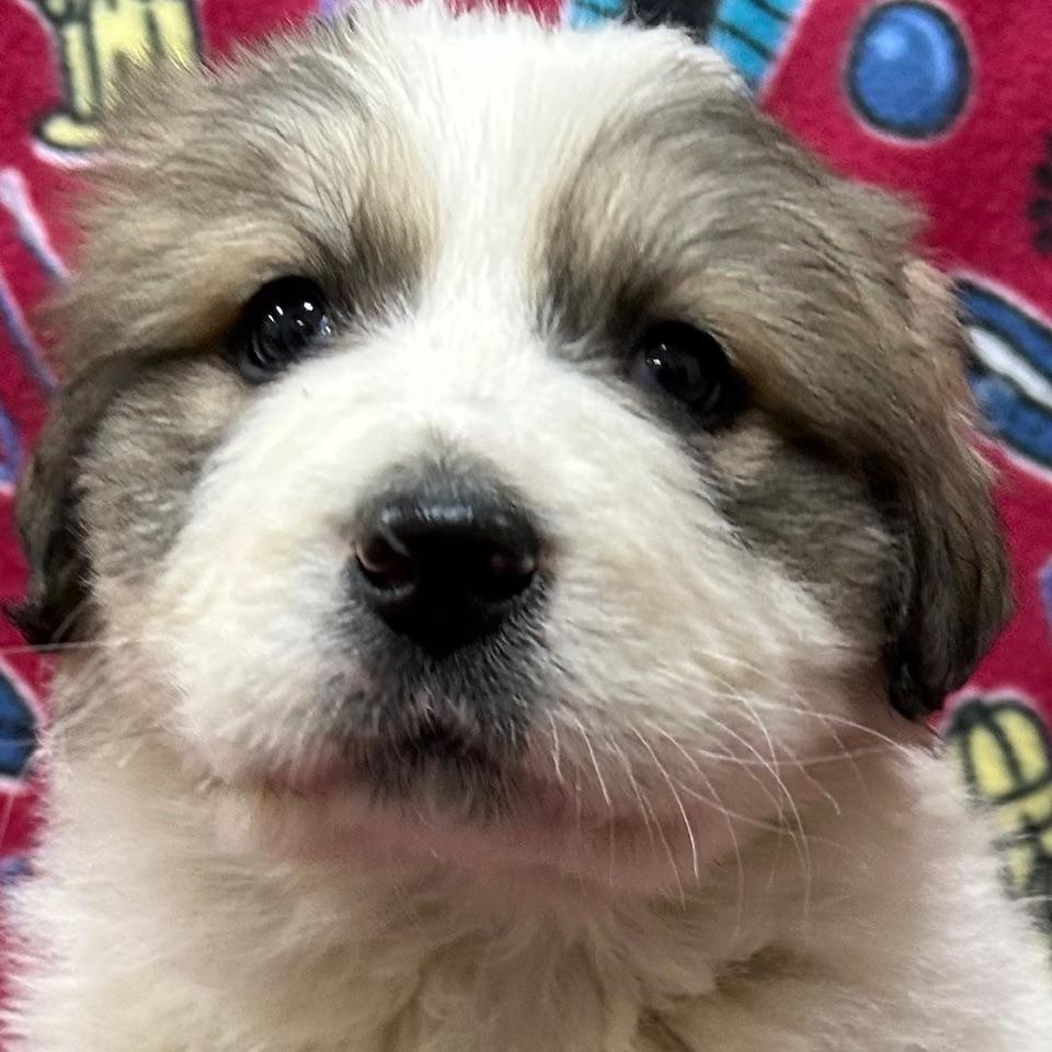 Enlarge Abby, an adoptable mixed breed in Bartonsville, PA image 5/5