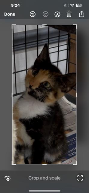 Ellie, Adopted, Kitten Female Domestic Short Hair.