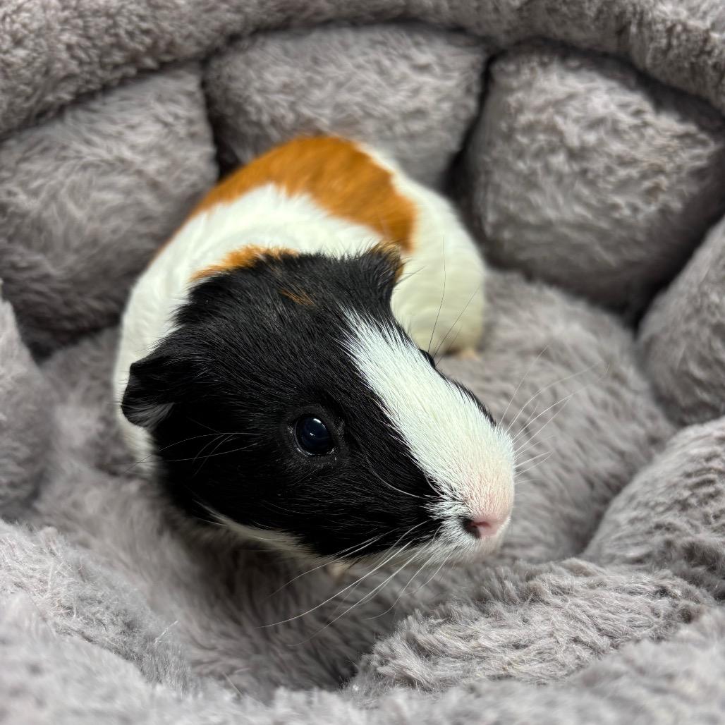 Enlarge Domino, a Adoptable Guinea Pig in Hawthorne, CA image 2/4