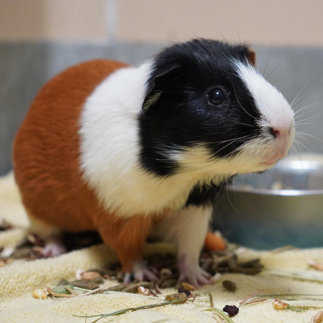 Enlarge Domino, a Adoptable Guinea Pig in Hawthorne, CA image 3/4