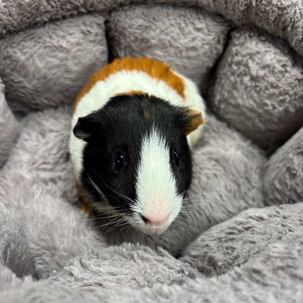 Enlarge Domino, a Adoptable Guinea Pig in Hawthorne, CA image 4/4