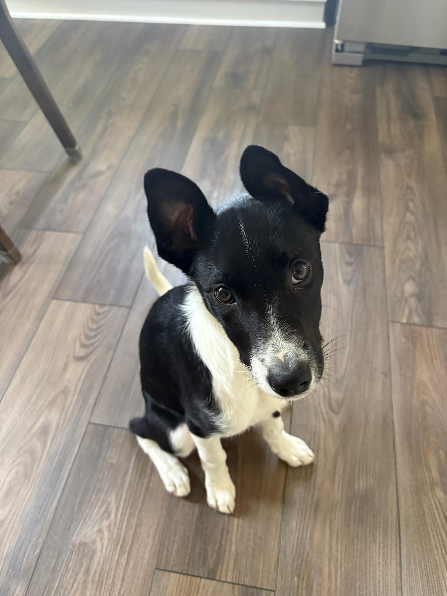 Apple *In Foster*
