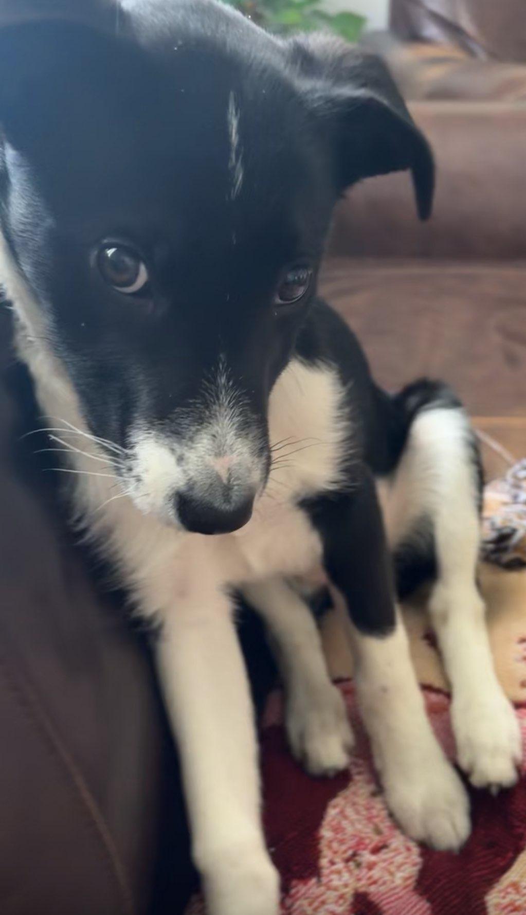 Apple *In Foster*