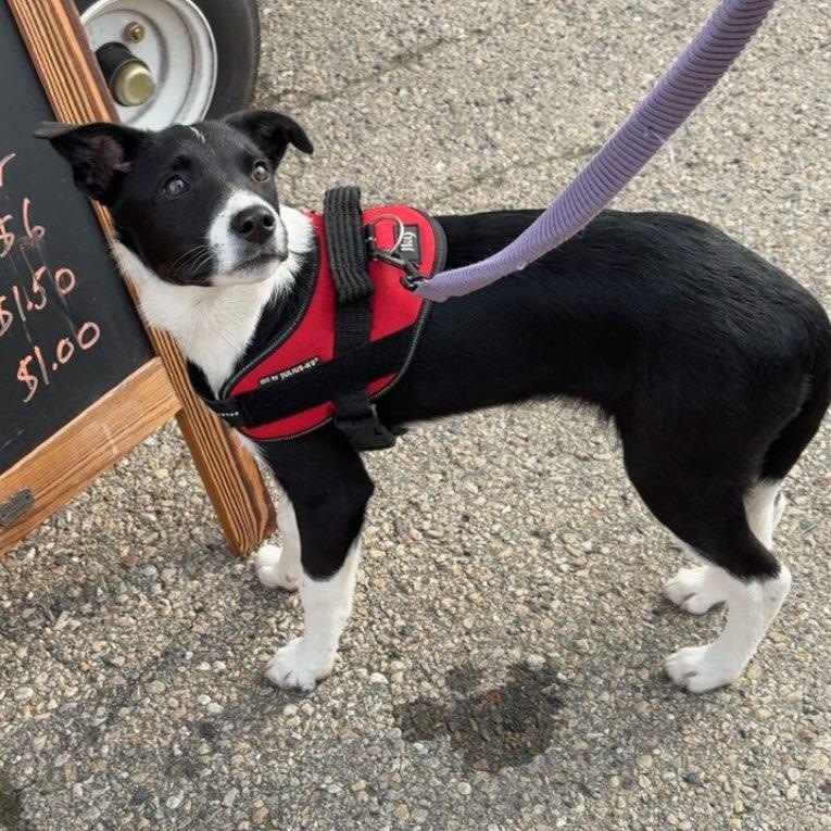 Apple *In Foster*
