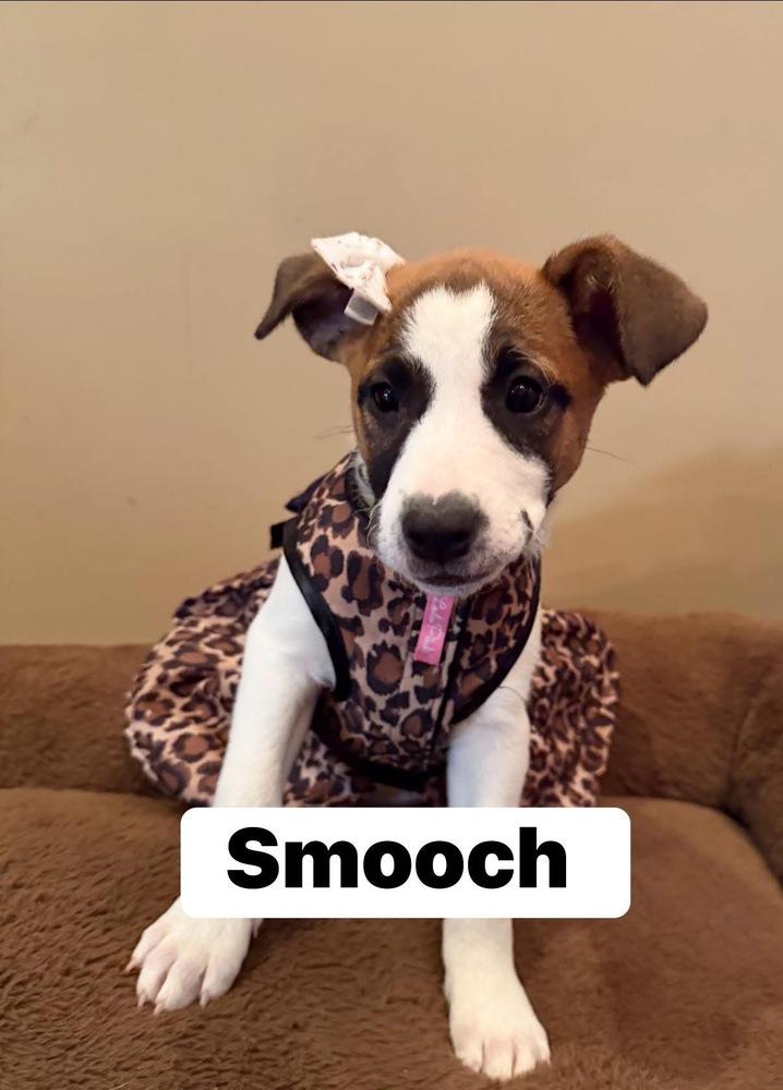 Smooch, Adoptable, Puppy Female Mixed Breed.