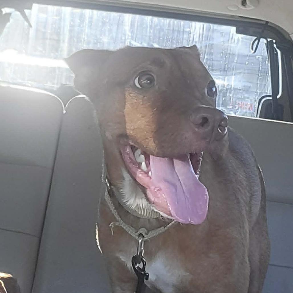 Enlarge Ted, a Adoptable Mixed Breed in Olathe, KS image 1/5