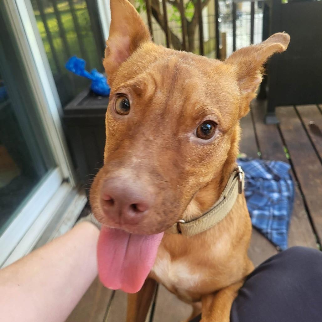 Enlarge Ted, a Adoptable Mixed Breed in Olathe, KS image 2/5
