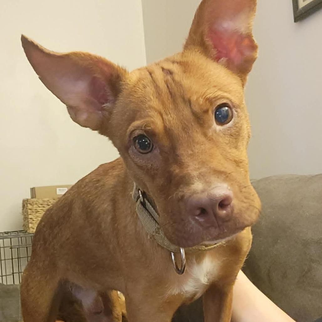 Enlarge Ted, a Adoptable Mixed Breed in Olathe, KS image 3/5