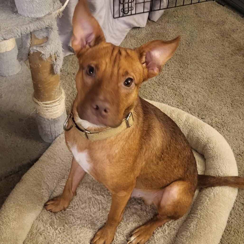 Enlarge Ted, a Adoptable Mixed Breed in Olathe, KS image 4/5