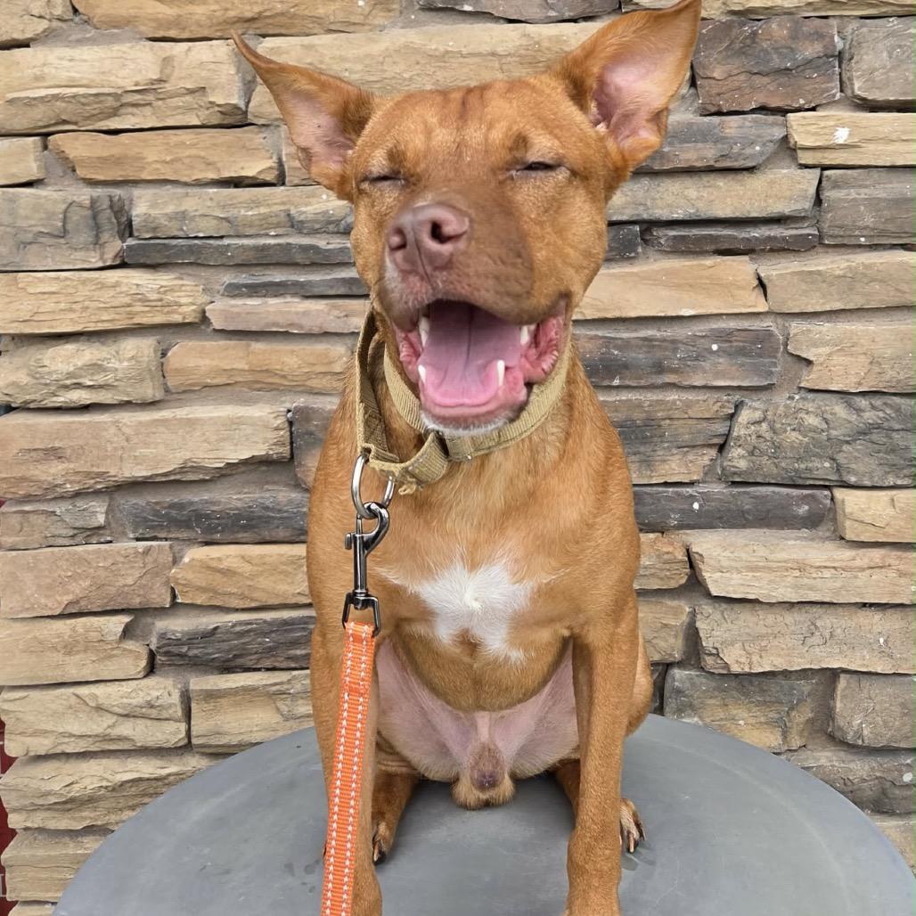 Enlarge Ted, a Adoptable Mixed Breed in Olathe, KS image 5/5