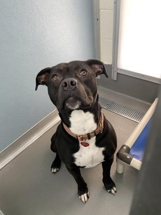 Enlarge Travieso, a ADOPTABLE Pit Bull Terrier in Florence, OR image 3/3