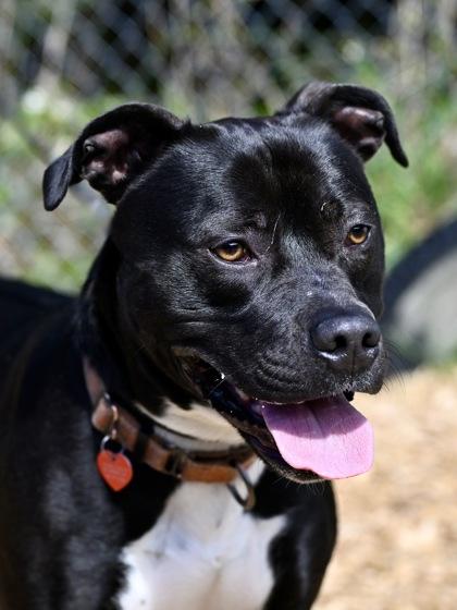 Travieso, ADOPTABLE, Adult Male Pit Bull Terrier.