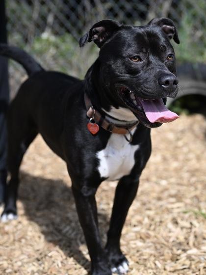 Enlarge Travieso, a ADOPTABLE Pit Bull Terrier in Florence, OR image 2/3