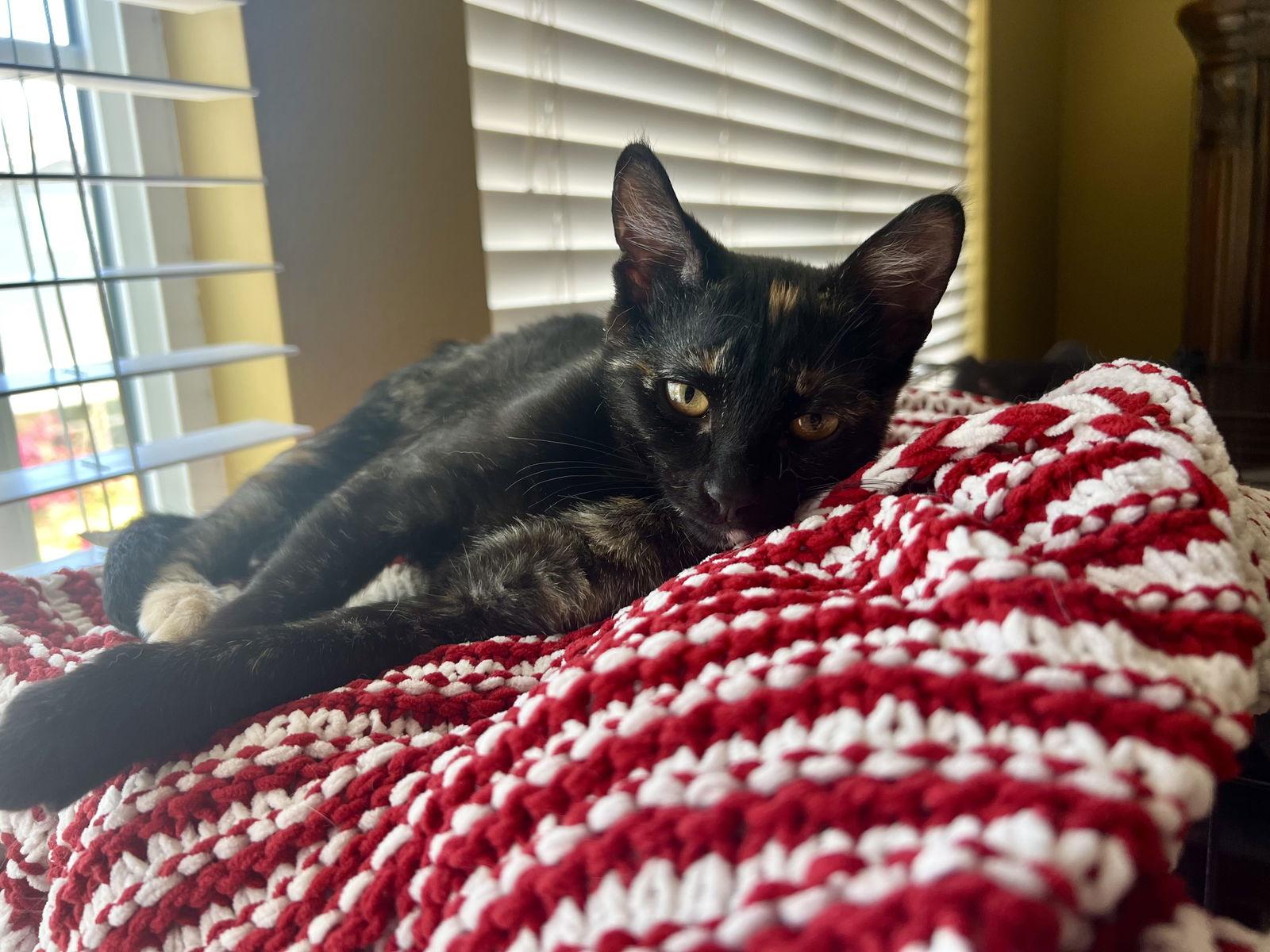 Enlarge Suzette, a Adoptable mixed breed in Laguna Niguel, CA image 1/3