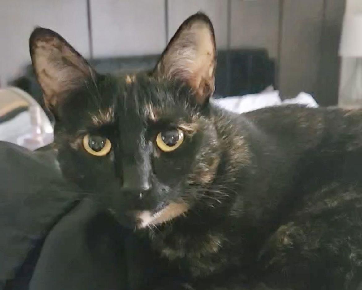 Enlarge Suzette, a Adoptable mixed breed in Laguna Niguel, CA image 2/3