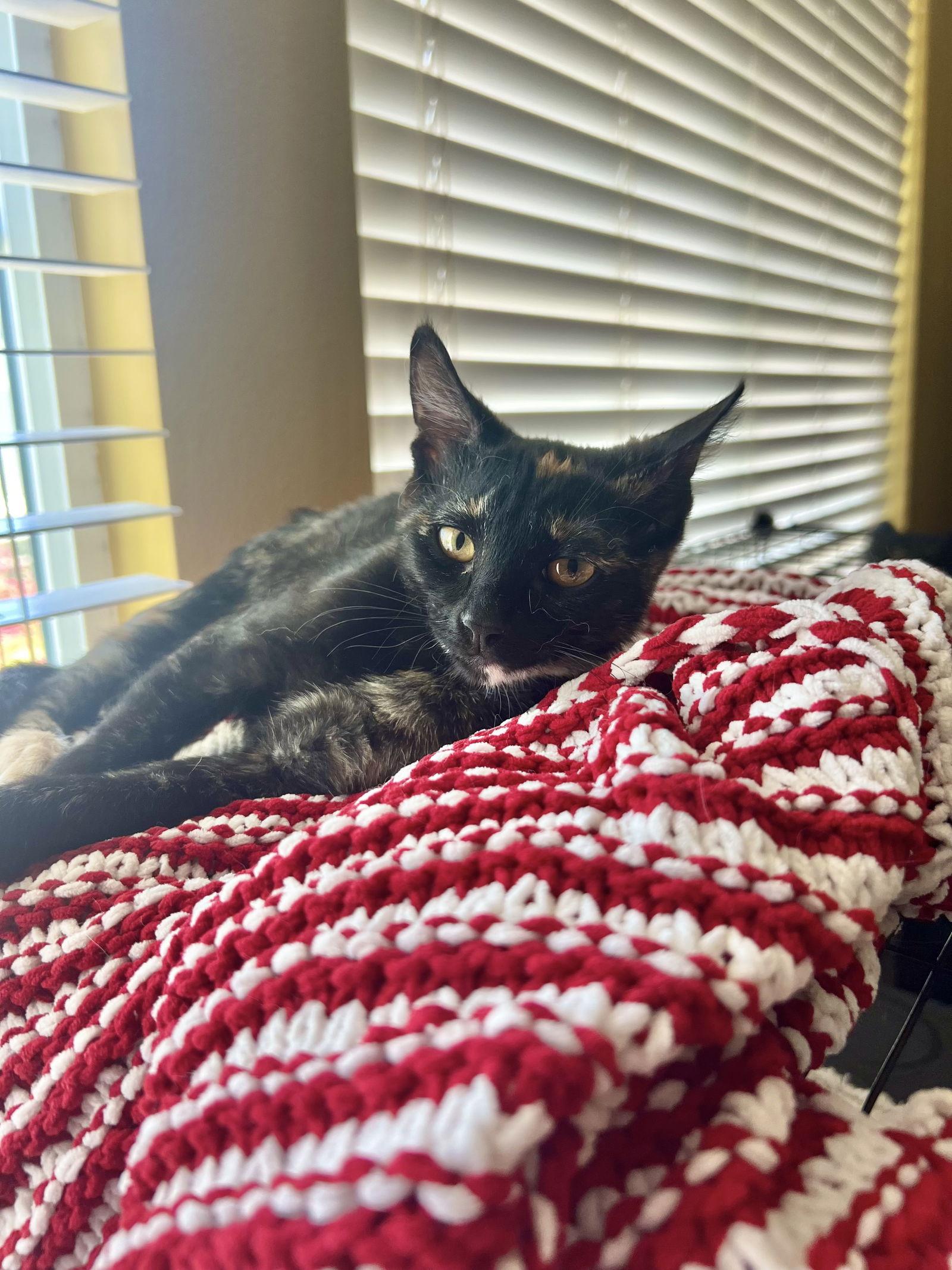 Enlarge Suzette, a Adoptable mixed breed in Laguna Niguel, CA image 3/3