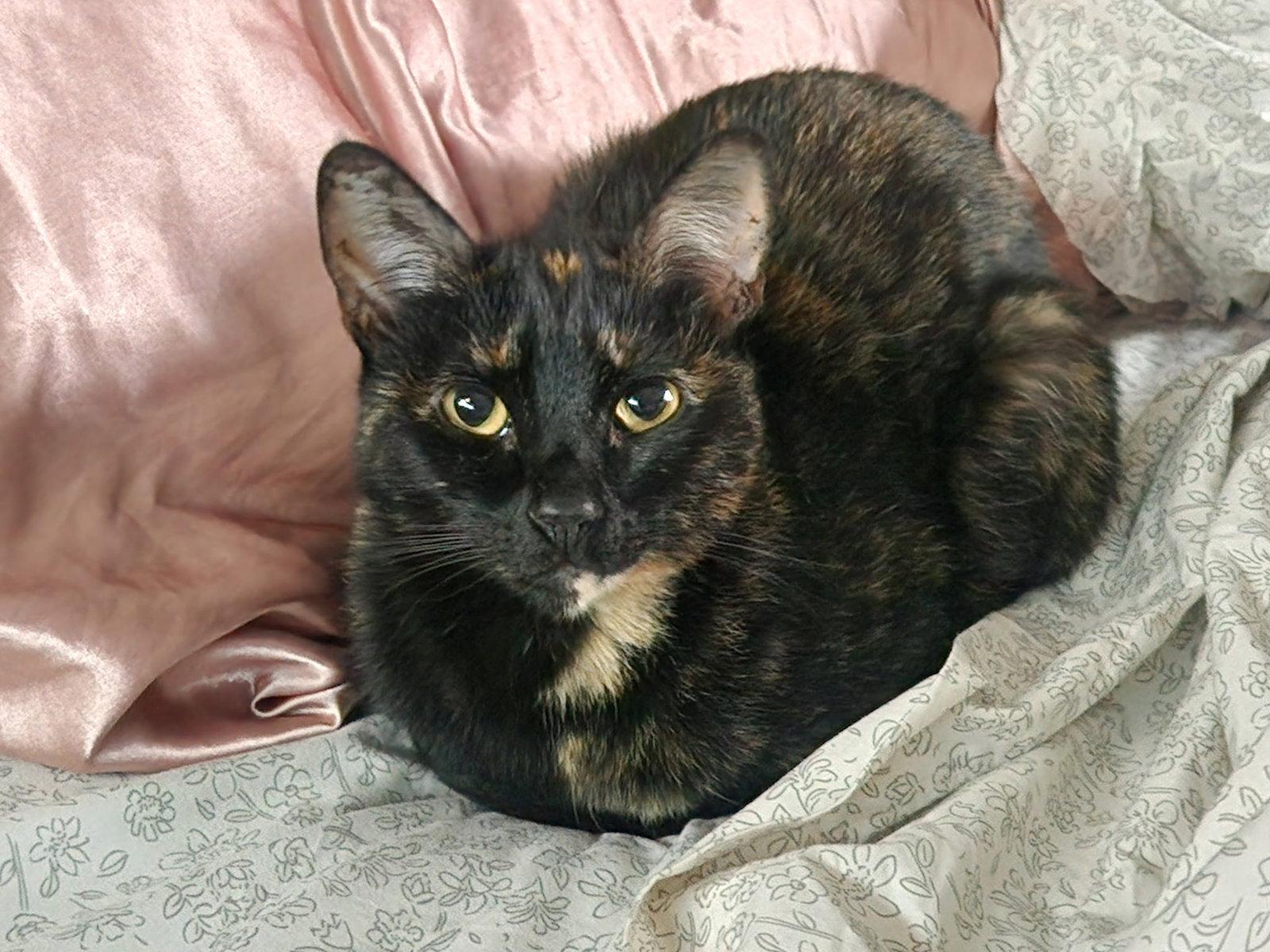 Enlarge Suzette, a Adoptable mixed breed in Laguna Niguel, CA image 3/3