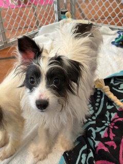 Enlarge Nube, a Adopted Wire Fox Terrier in San Diego, CA image 1/1