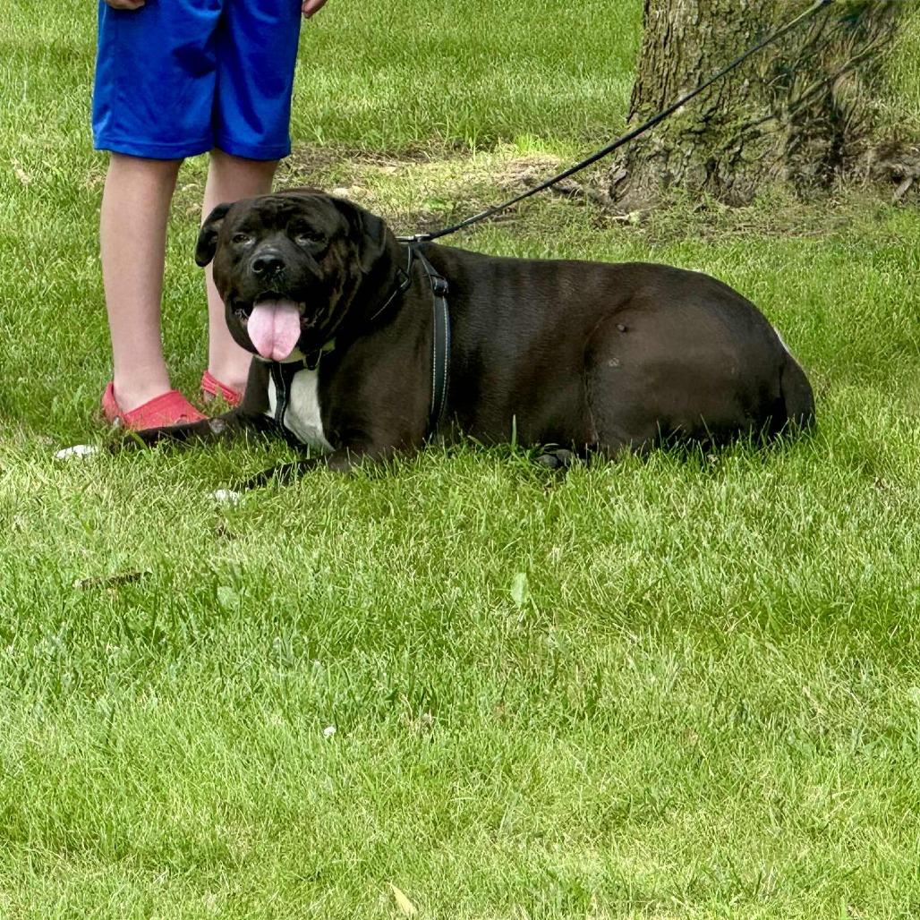 Apollo, Adoptable, Adult Male Mixed Breed.