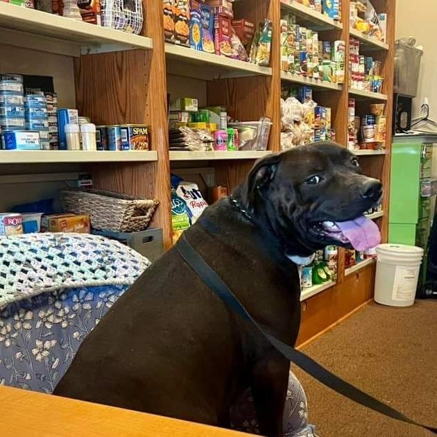 Apollo, a Adoptable Mixed Breed in Joliet, IL image 2/3