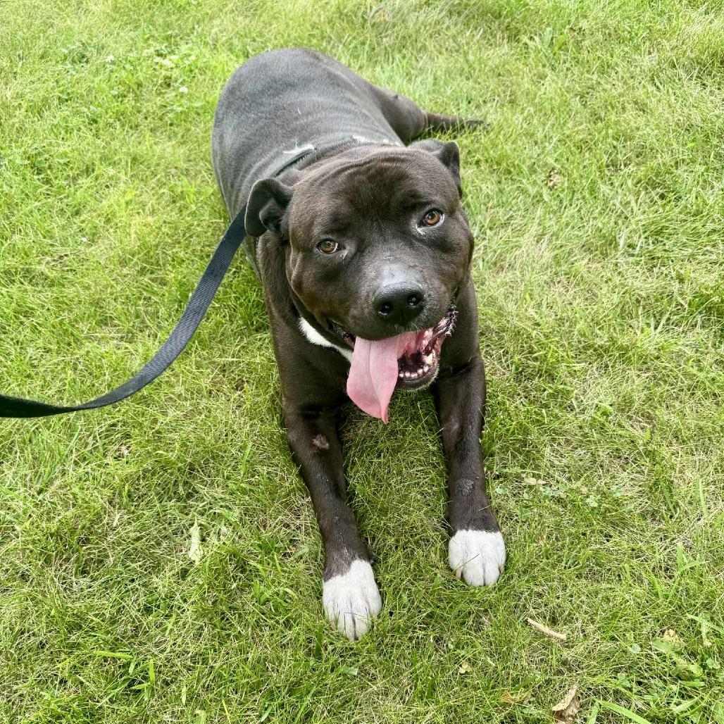 Apollo, a Adoptable Mixed Breed in Joliet, IL image 3/3