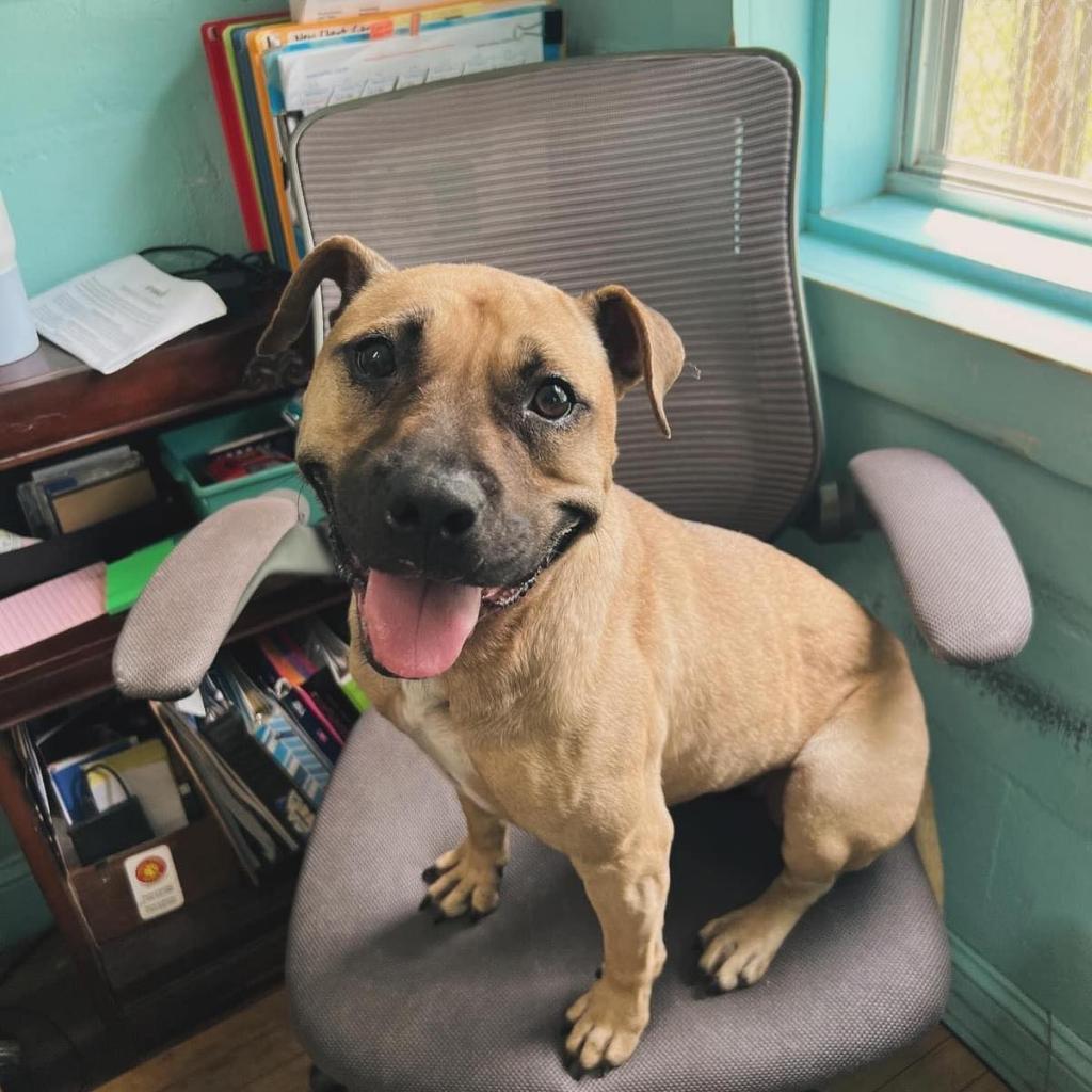 Autumn, Adoptable, Adult Female Mixed Breed.