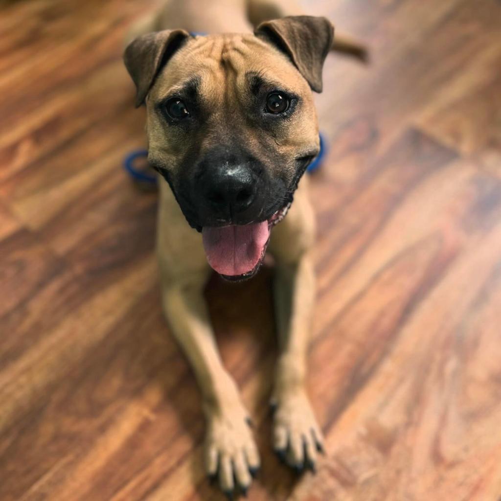 Autumn, a Adoptable Mixed Breed in Jacksonville, FL image 2/6