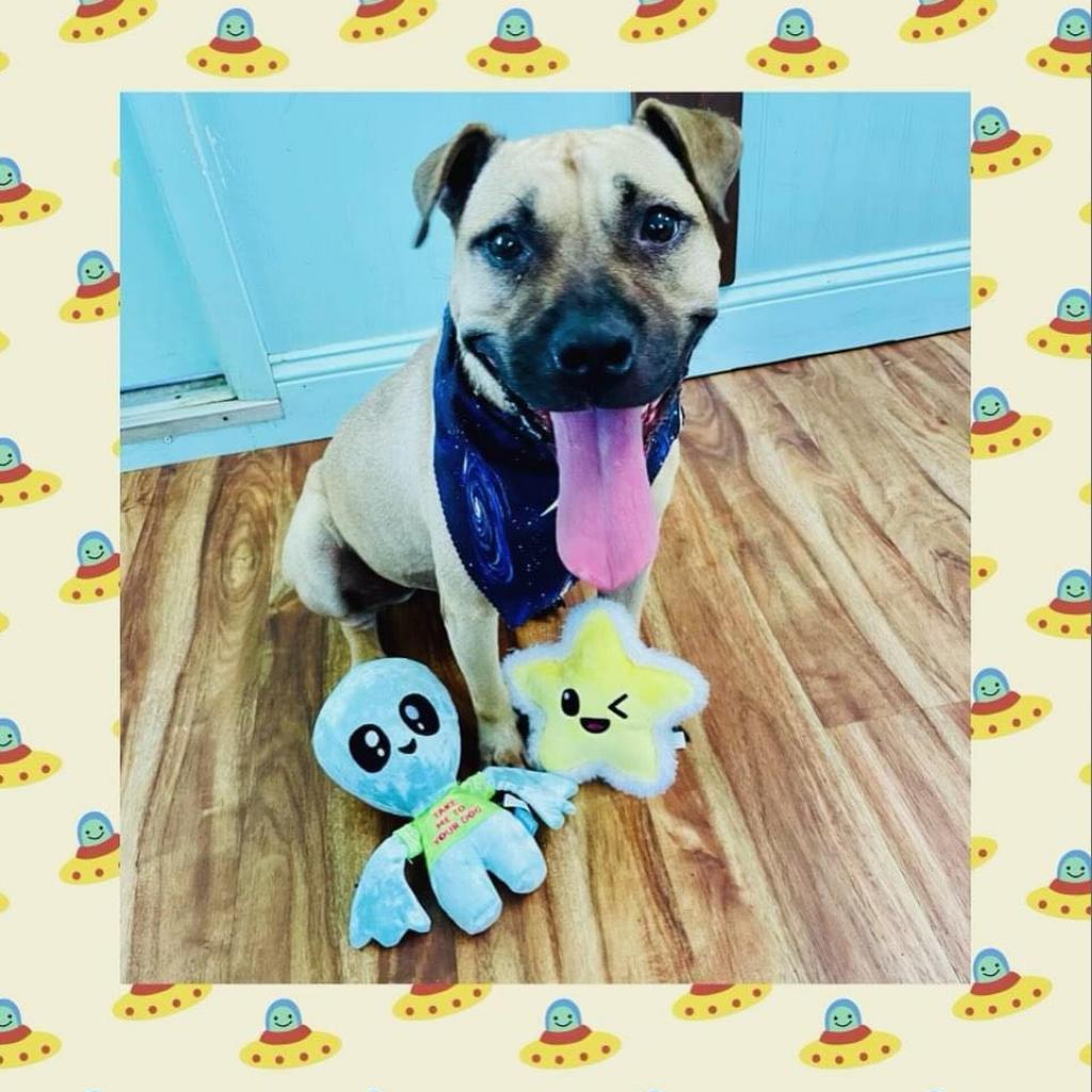 Autumn, a Adoptable Mixed Breed in Jacksonville, FL image 3/6