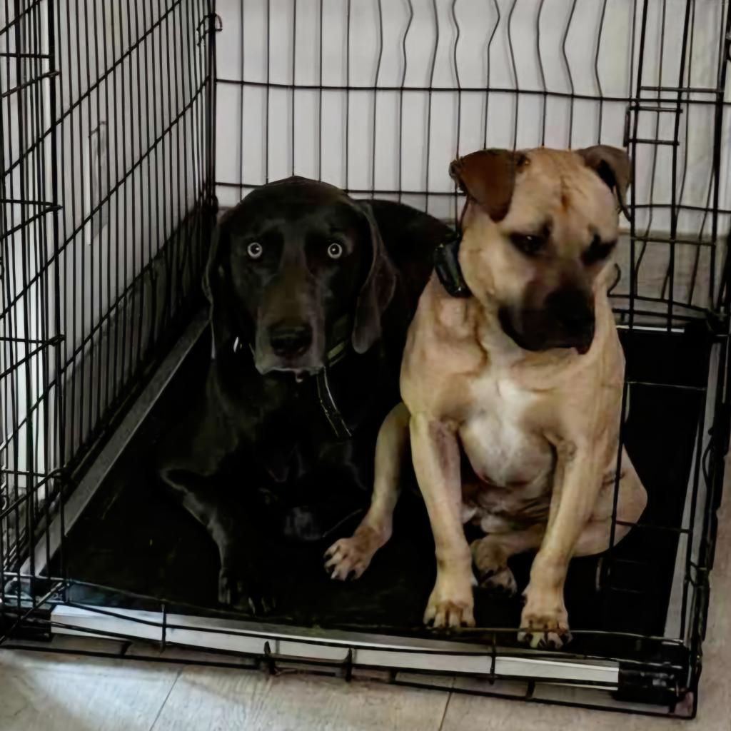 Autumn, a Adoptable Mixed Breed in Jacksonville, FL image 4/6