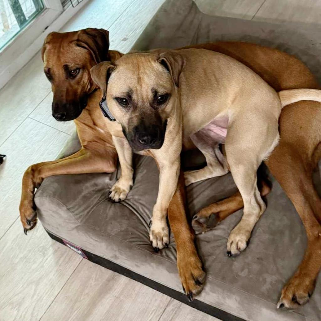 Autumn, a Adoptable Mixed Breed in Jacksonville, FL image 5/6