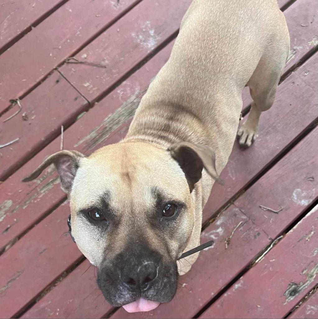 Autumn, a Adoptable Mixed Breed in Jacksonville, FL image 6/6