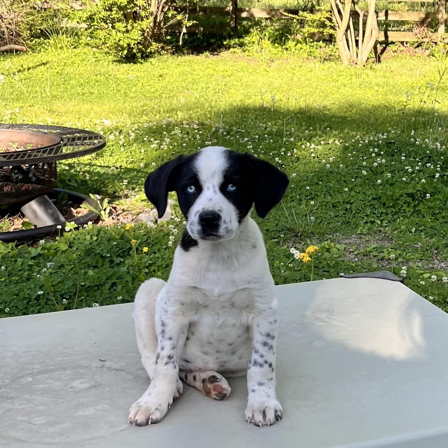 Enlarge Specks (Peg-fostered in TN), a Adoptable mixed breed in Warwick, RI image 3/4