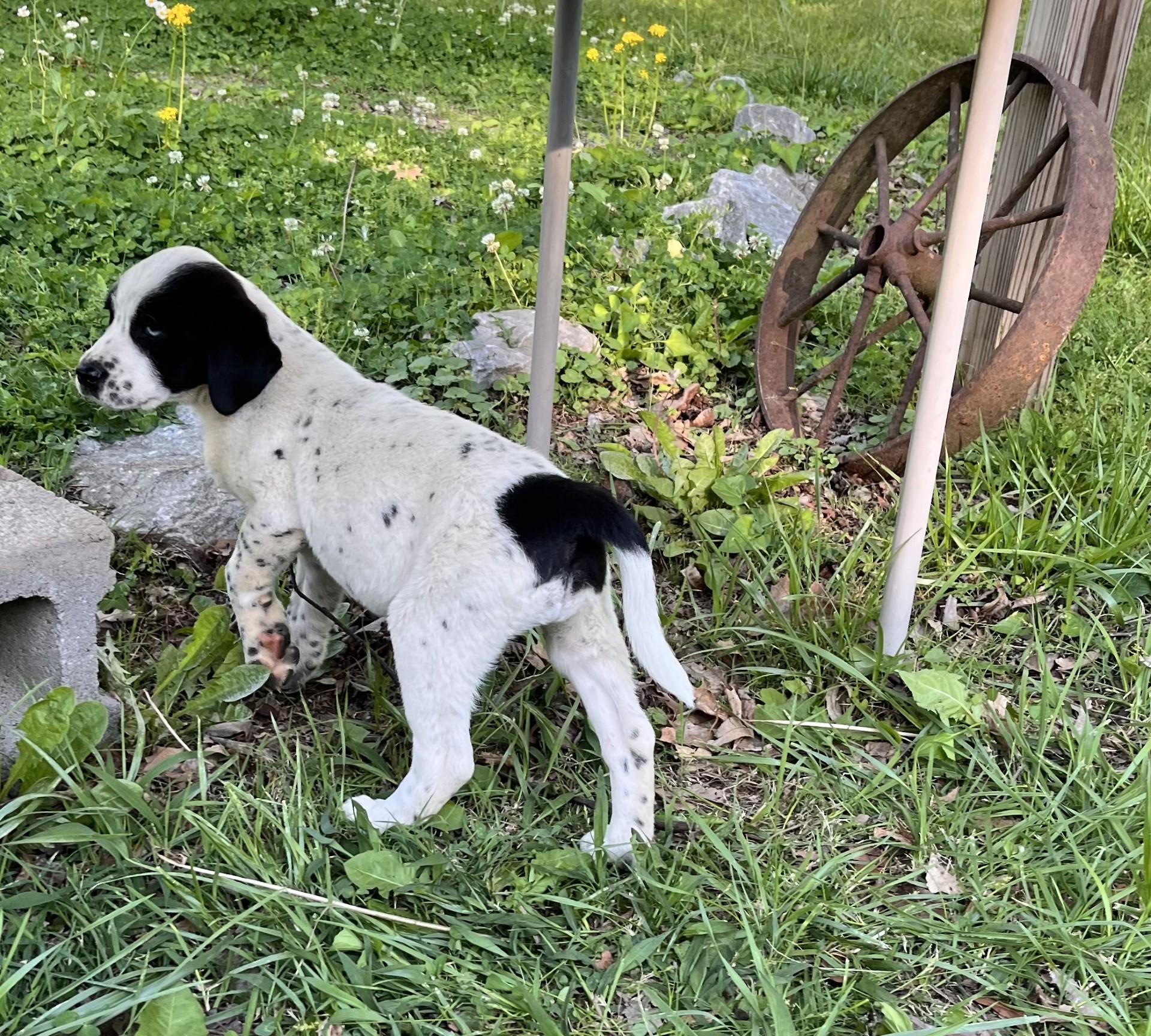 Enlarge Specks (Peg-fostered in TN), a Adoptable mixed breed in Warwick, RI image 2/4
