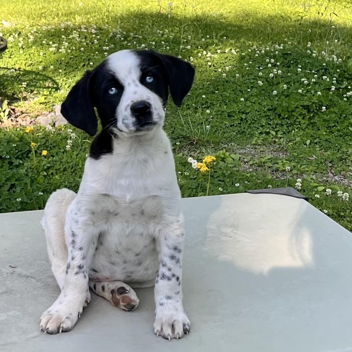 Enlarge Specks (Peg-fostered in TN), a Adoptable mixed breed in Warwick, RI image 1/4