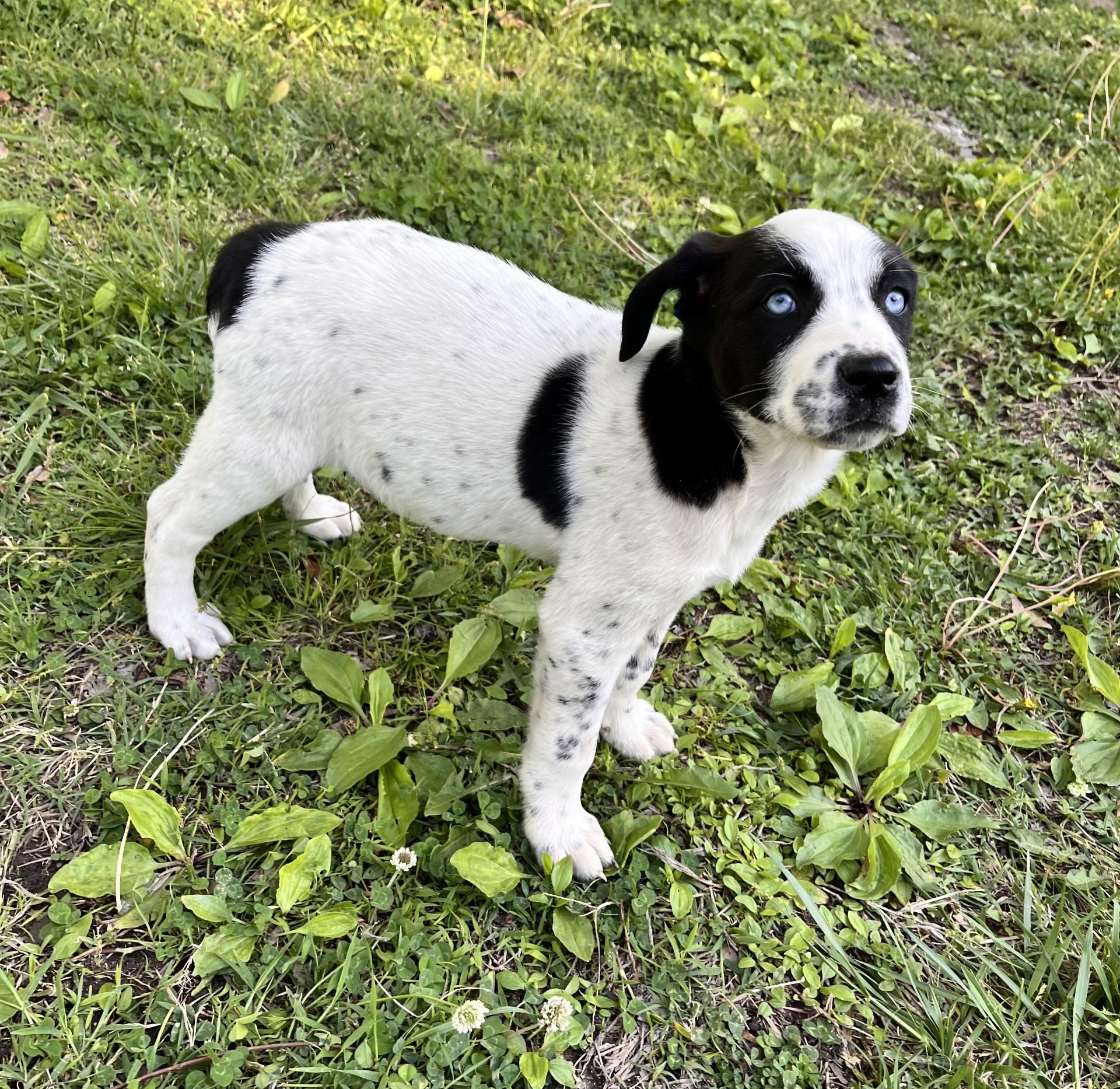 Enlarge Specks (Peg-fostered in TN), a Adoptable mixed breed in Warwick, RI image 4/4