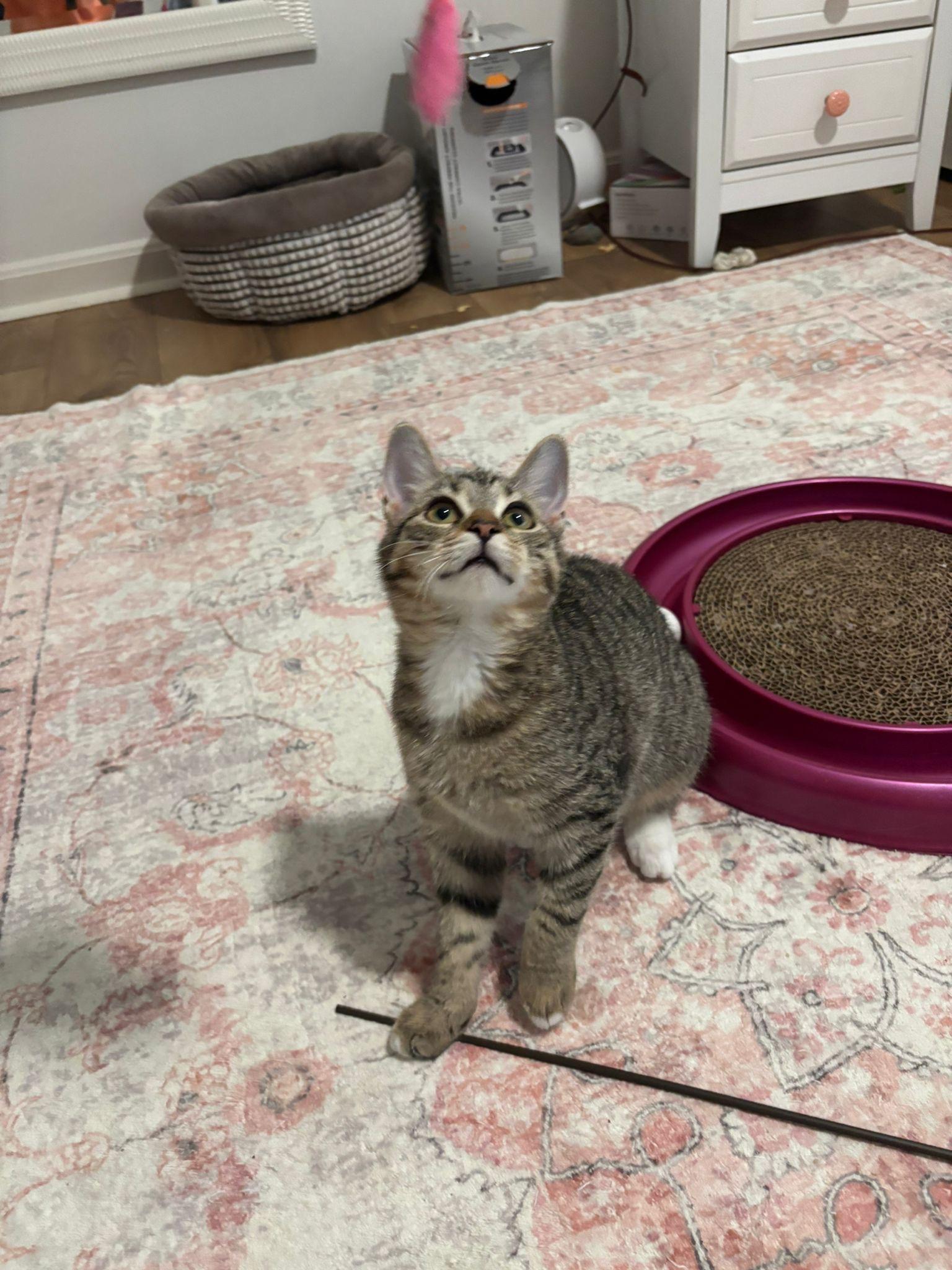 Enlarge Tina, a Adoptable Domestic Short Hair in Leesburg, VA image 2/4