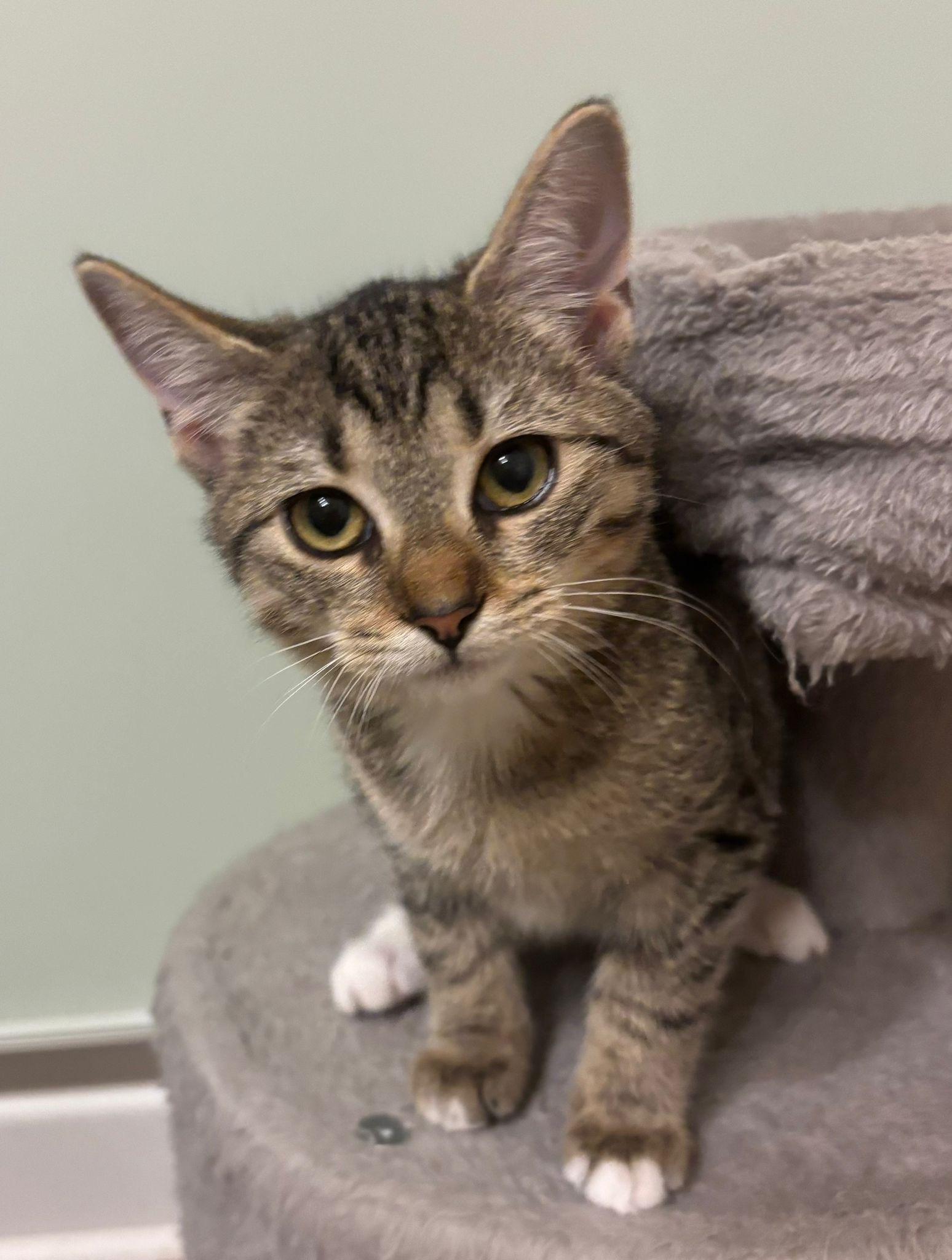 Enlarge Tina, a Adoptable Domestic Short Hair in Leesburg, VA image 3/4