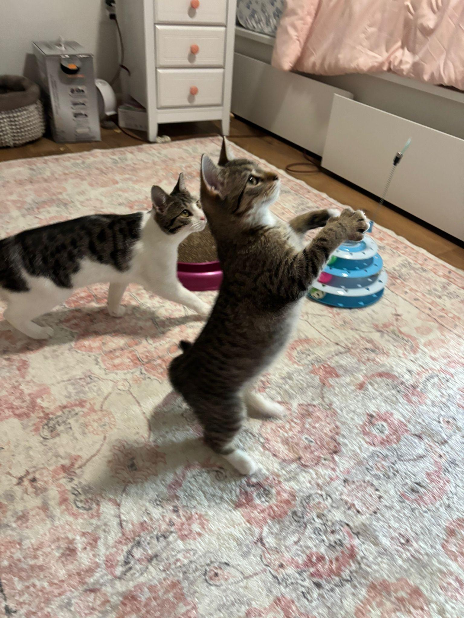 Tina, Adoptable, Young Female Domestic Short Hair.