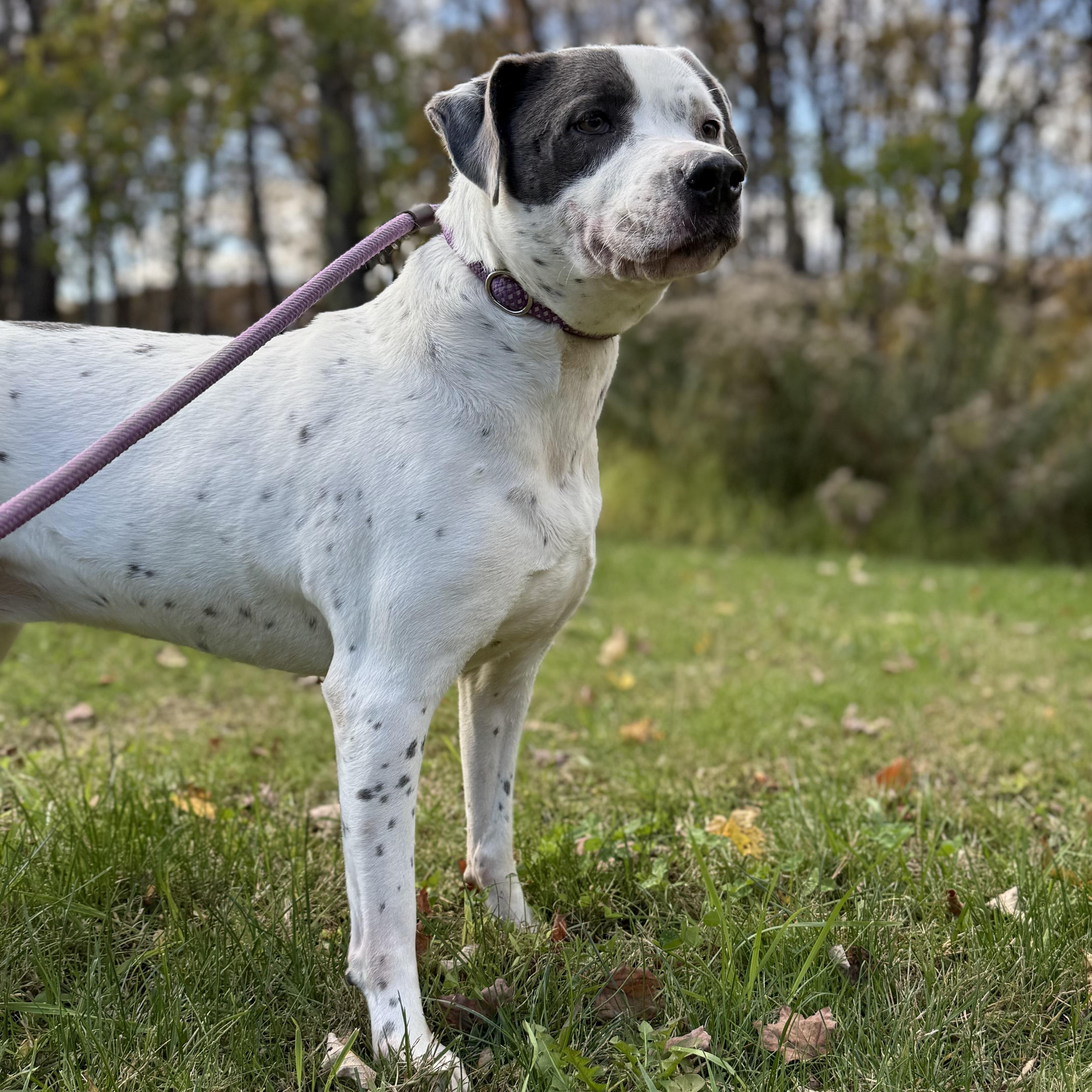 Nova, ADOPTABLE, Senior Female American Staffordshire Terrier.