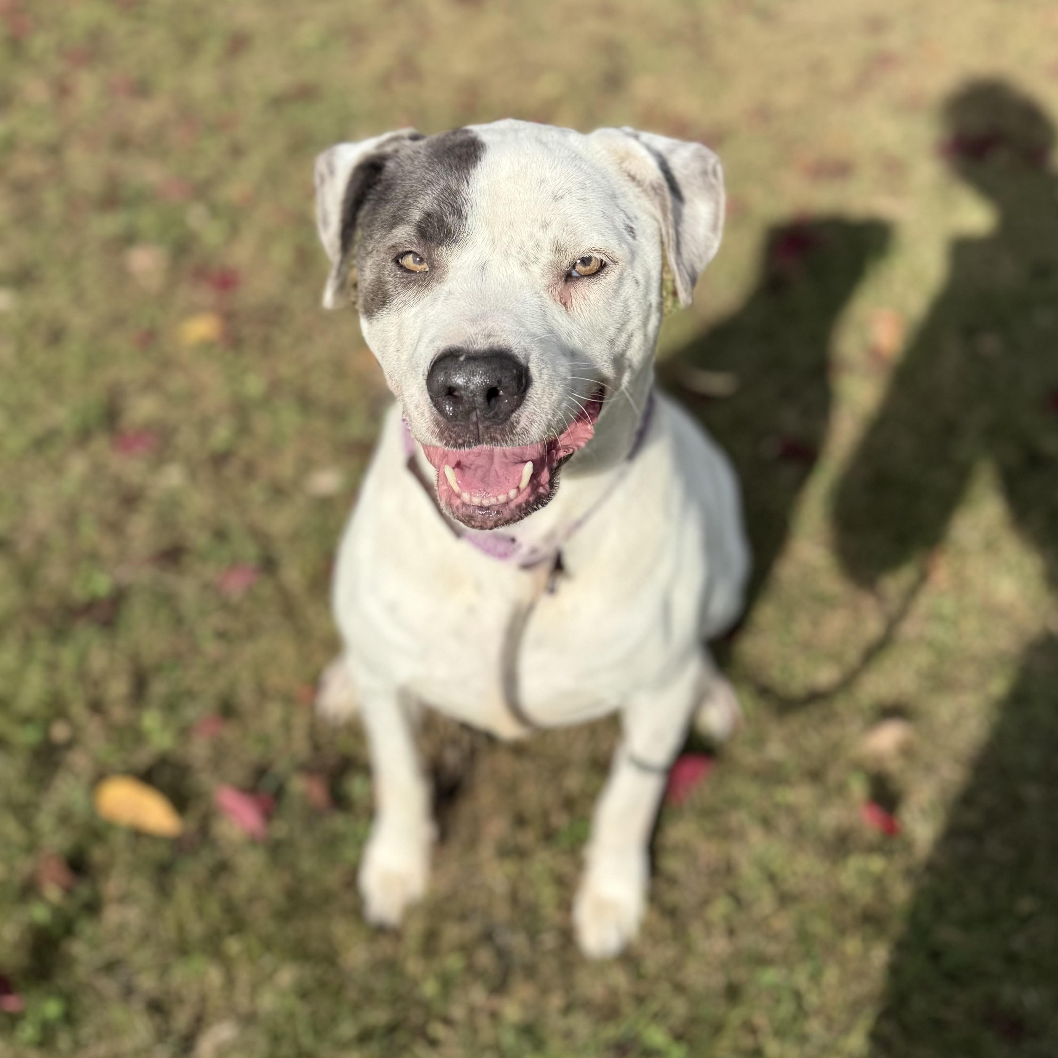 Enlarge Nova, a ADOPTABLE mixed breed in Bridgton, ME image 2/3