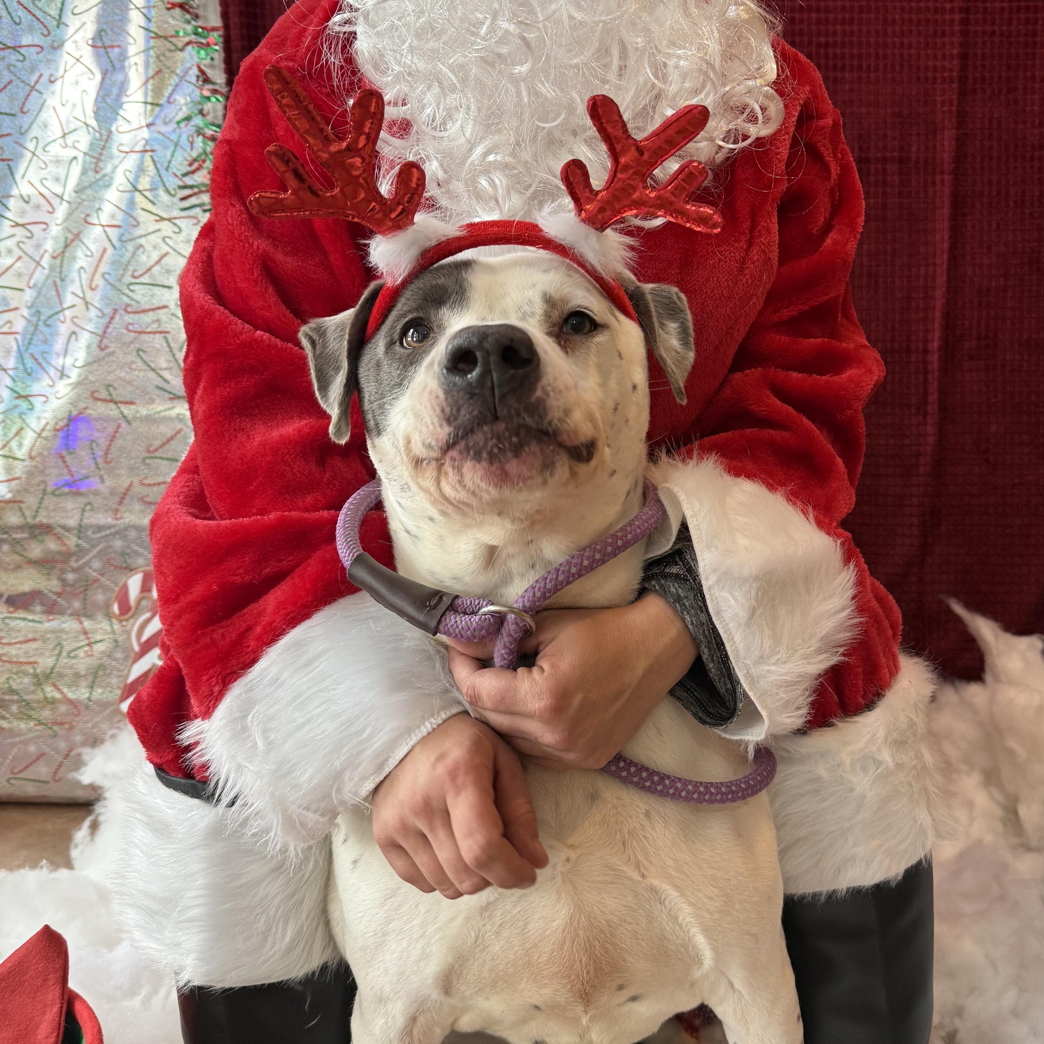 Enlarge Nova, a ADOPTABLE mixed breed in Bridgton, ME image 3/3