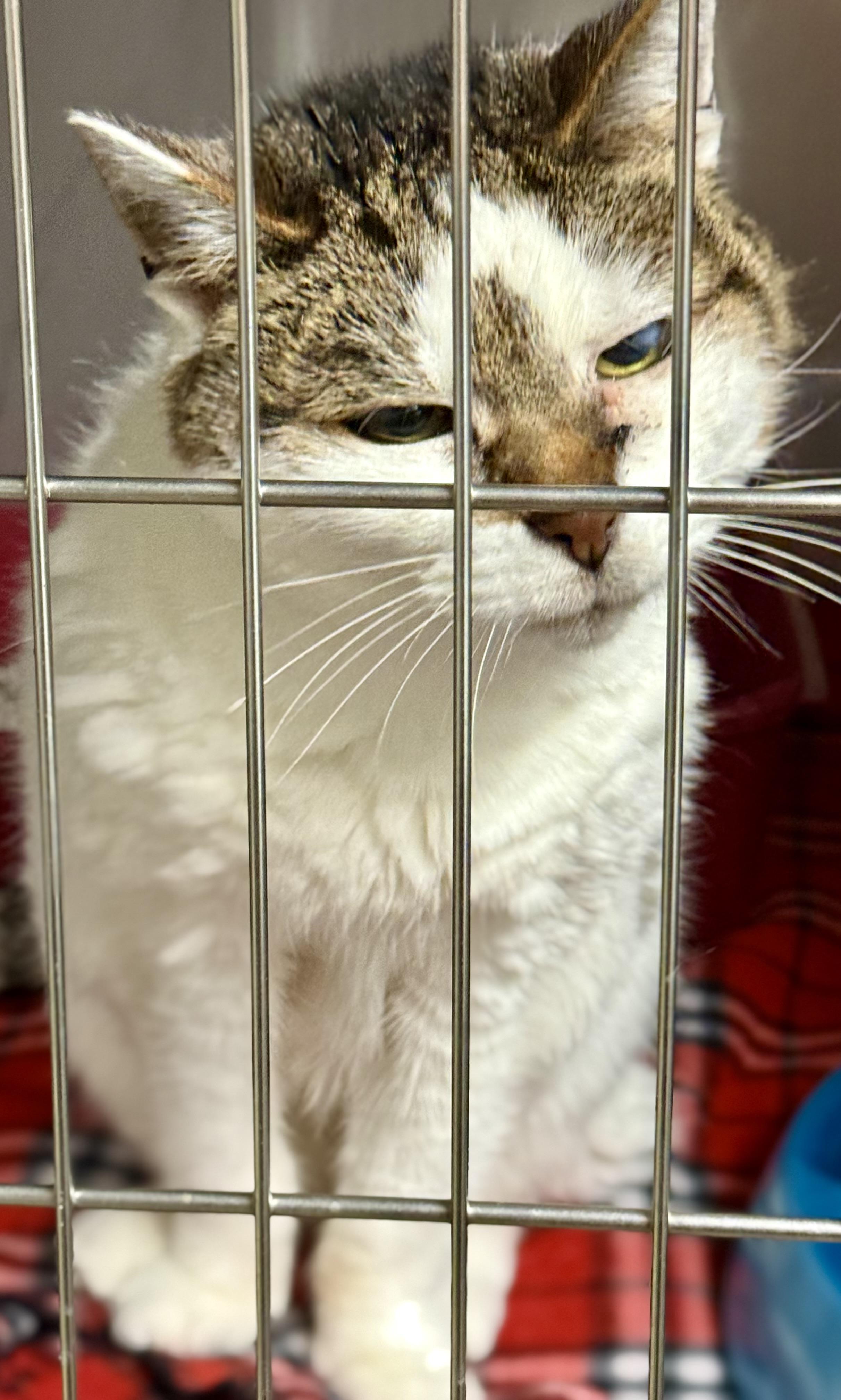 Enlarge Angel, an adopted Domestic Short Hair in sparta, NC image 1/1