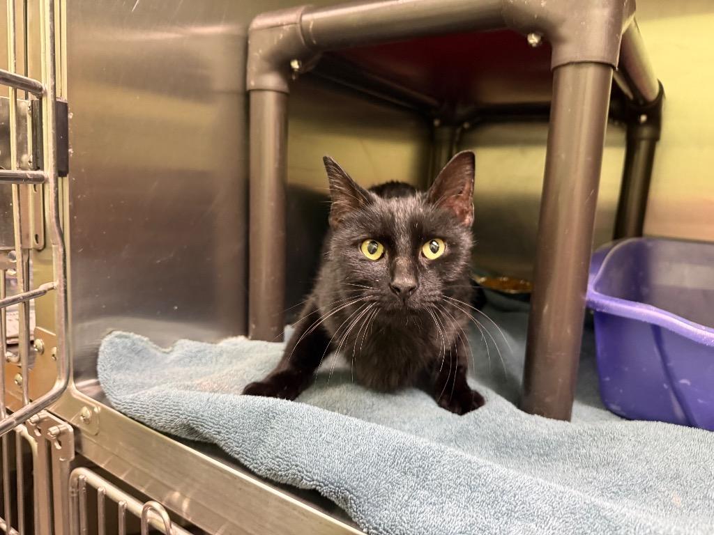 Jett, Adoptable, Young Male Domestic Short Hair.