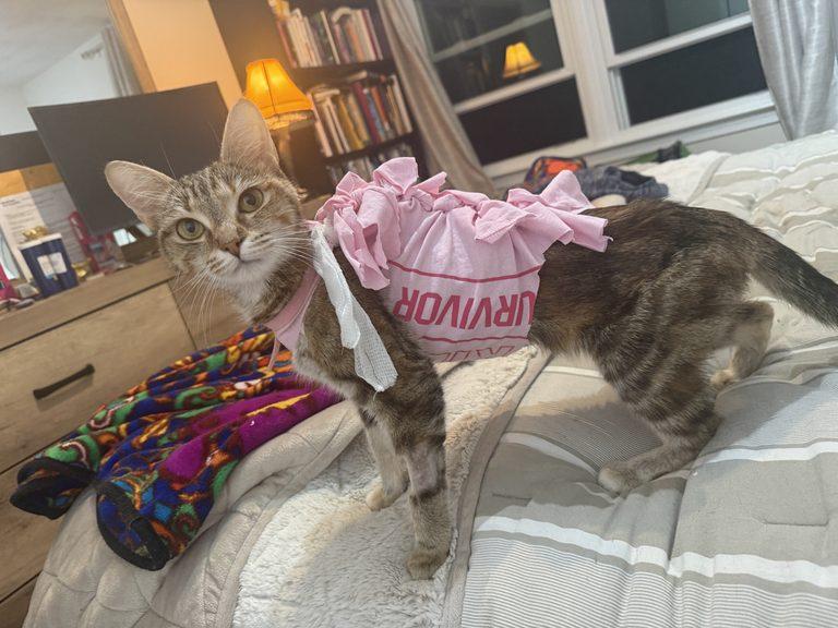 Rosie, a ADOPTABLE Tabby in Medford, MA image 5/6