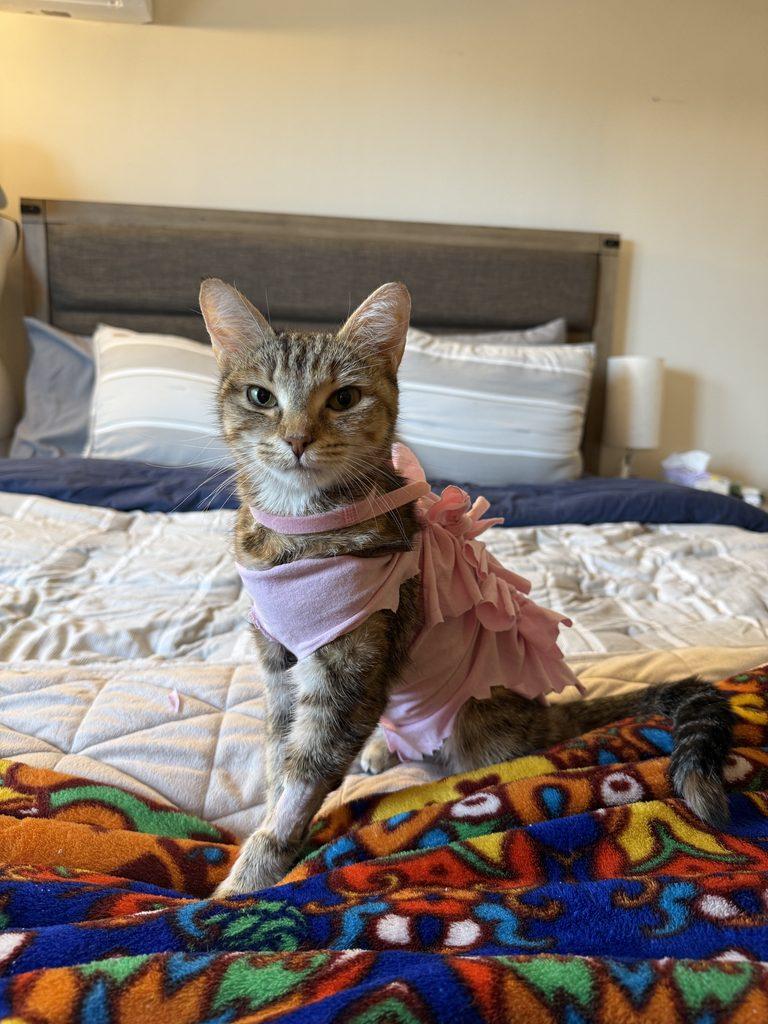 Rosie, a ADOPTABLE Tabby in Medford, MA image 3/6