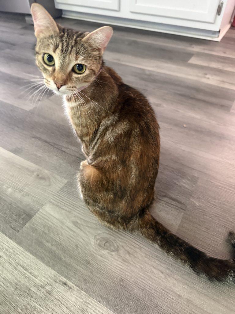 Rosie, a ADOPTABLE Tabby in Medford, MA image 2/6